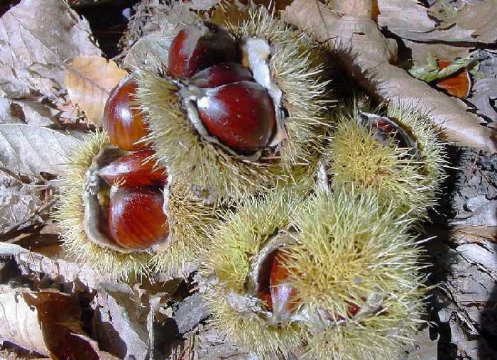  Image name: 11-castagne.jpg 
 width: 700 pixel 
 height: 507 pixel 
 Size: 77024 bytes 
 Click to enlarge 